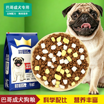 养京巴犬是一种什么体验?我家这只倔强的小老头教会我的事