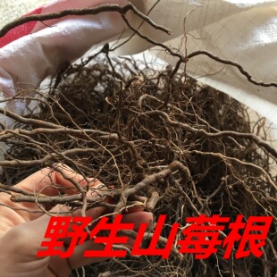 福建野生纯天然青草药三月泡根/山莓根/茅莓根煲汤纯根500g包邮