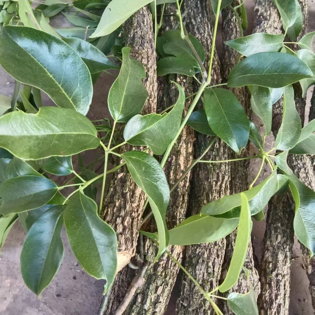 福建海风藤中药材500g大片巴岩香大风藤海风藤根片搭伸筋草中药材图片
