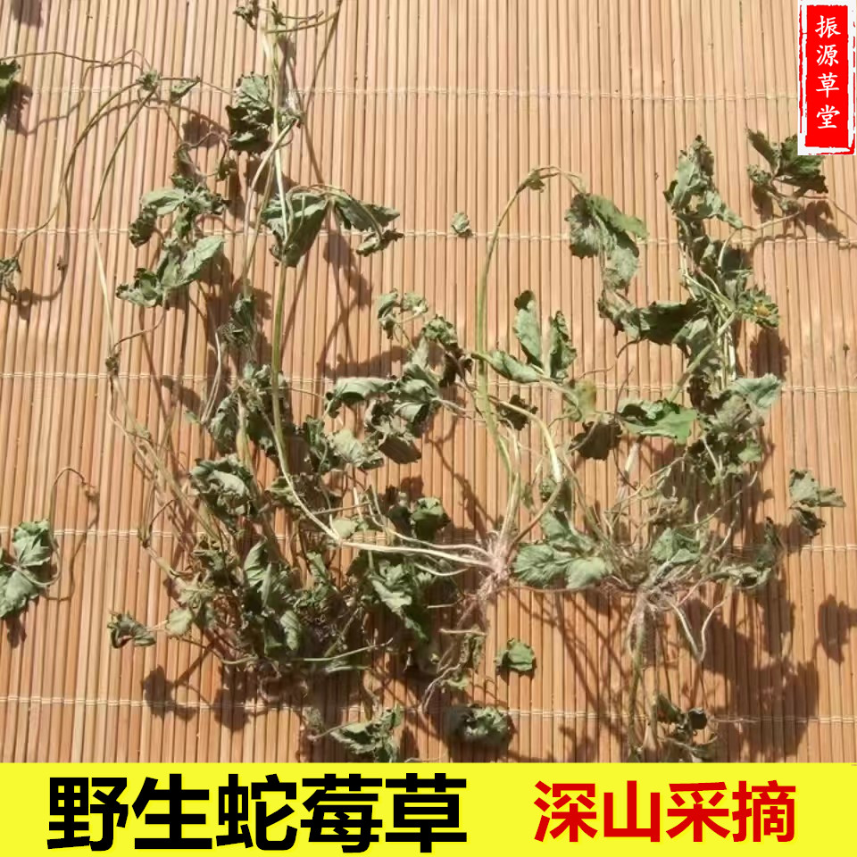 福建新货整棵 蛇莓草 蛇泡草龙吐珠 地莓 蚕莓 500克包邮