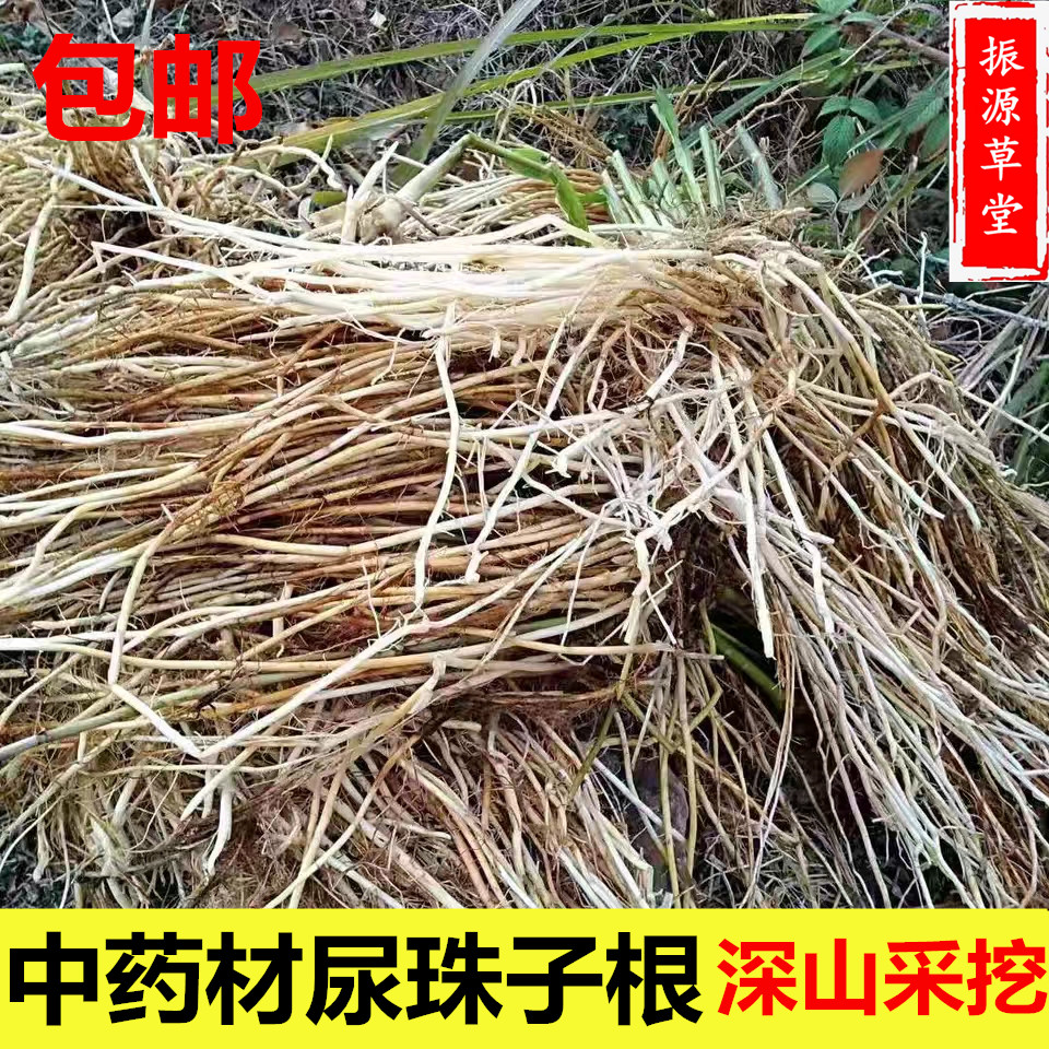 野生薏米中药材尿珠子根农家品质