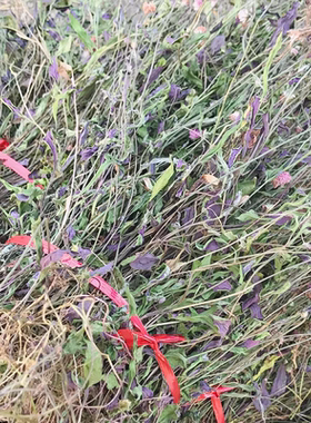 福建小叶一点红中药材叶下红干品小号红背草羊蹄草新鲜干货包邮