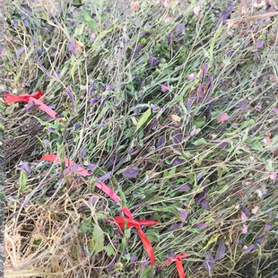 福建小叶一点红中药材叶下红干品小号红背草羊蹄草新鲜干货包邮