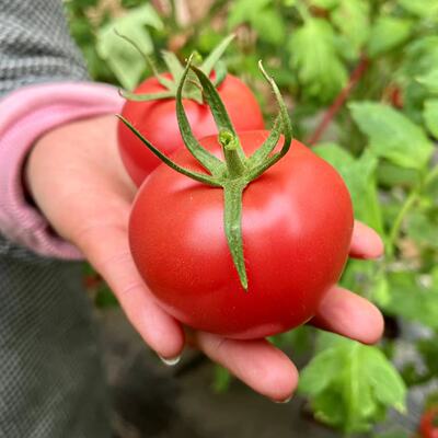 陕西26年泾阳新鲜普罗旺斯水果沙瓤西红柿番茄生吃蔬菜