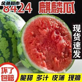 现摘新鲜西瓜当季水果8424麒麟西瓜早熟脆皮薄皮非无籽美都包邮10