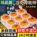 巧克力柿子脆柿10斤整箱 脆柿子新鲜水果当季 包邮 顺丰可选