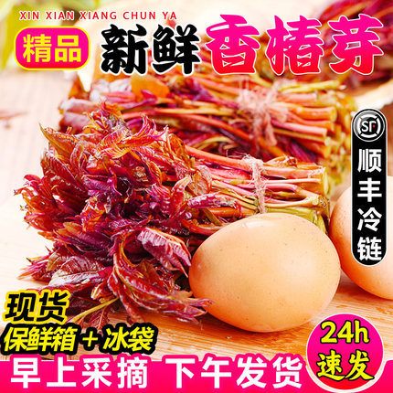 【现货顺丰】现摘新鲜头茬香椿芽春芽菜4斤当季红油香椿嫩叶蔬菜