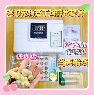 家庭萌宠桌面宠物全套教程 孵化器 芦丁鸡蛋孵化大礼包 含受精蛋