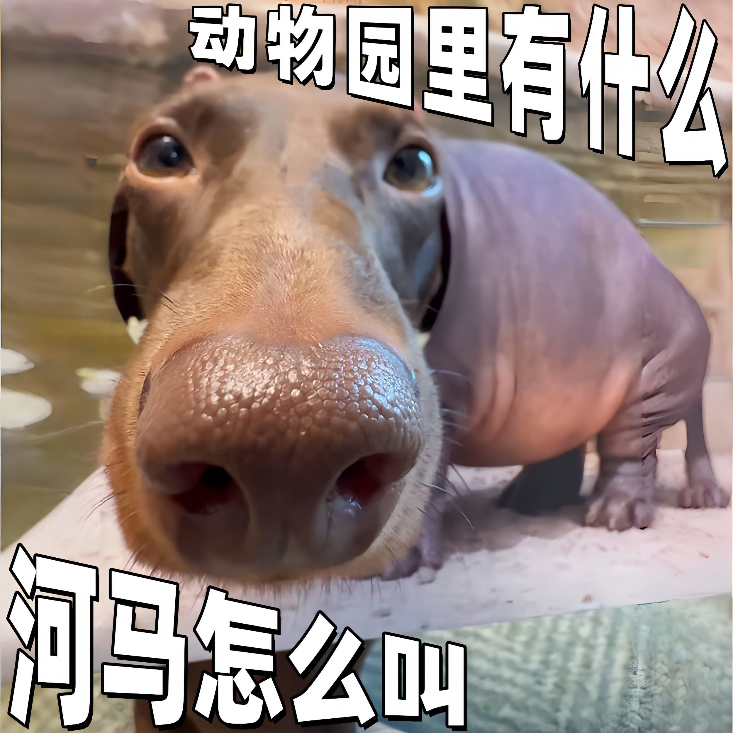 【动物园里有什么】好物违和感猫咪头套动物园模仿照宠物拍照道具