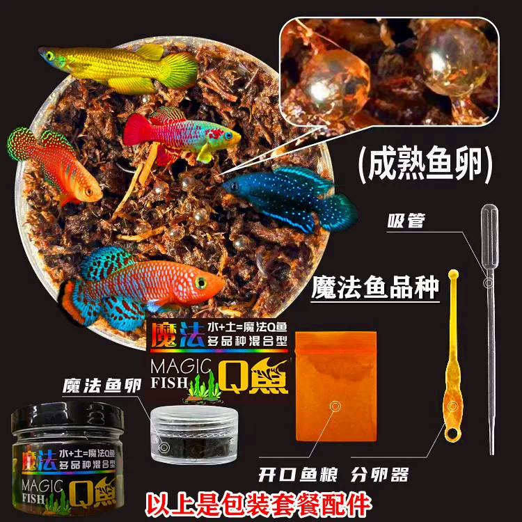 水+土=魔法鱼活体观赏鱼苗