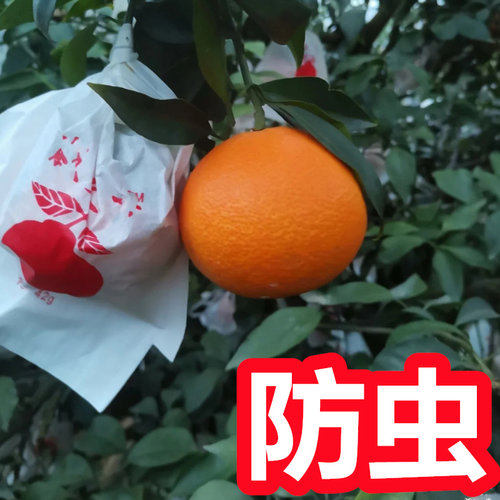 红美人柑橘套袋防雨水防虫鸟防晒