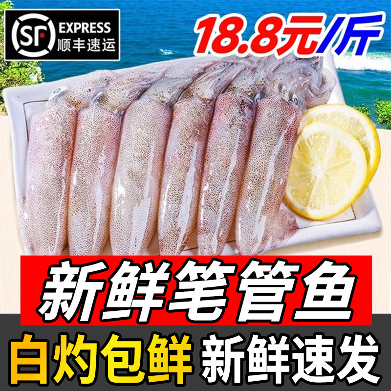 小管鱿鱼白灼鱿鱼新鲜冷冻大鱿鱼大笔管鱼小乌贼海鲜水产鲜活生鲜