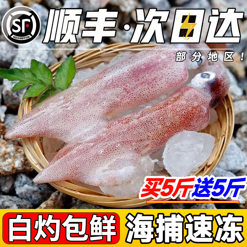新鲜小管鱿鱼白灼鱿鱼冷冻大鱿鱼大笔管鱼小乌贼海鲜水产鲜活生鲜