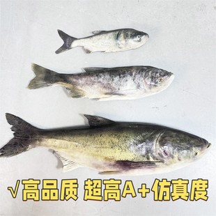 鱼类标本模型水产冰台展台胖头鱼花鲢鱼餐厅博物馆鱼样品高仿bj02