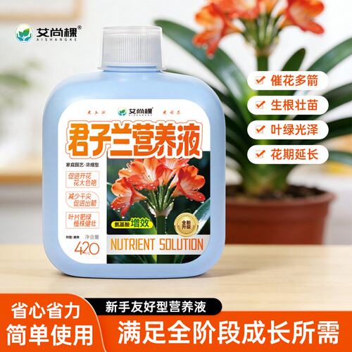 精品君子兰盆栽带花苞客厅十大名贵花卉植物室内易活四季兰花小苗