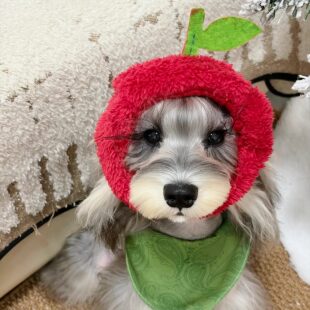 过年狗狗头套衣服薄款冬季苹安果帽子漏耳朵节日变装小型犬可爱