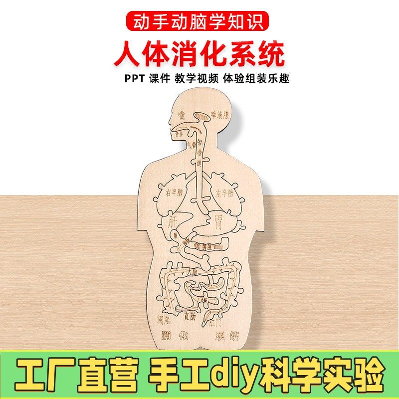 消化系统木趣味人体器官认知模型科技小制作手工diy简易自制ES96