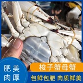 梭子蟹不可整只蒸 冻蟹 3两 只到手12只约3斤母蟹年货