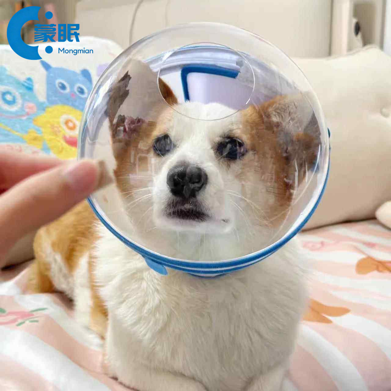 宠物防咬头套狗狗太空头套圈项圈脖圈防舔防咬啃脚尾柯基嘴套盲狗