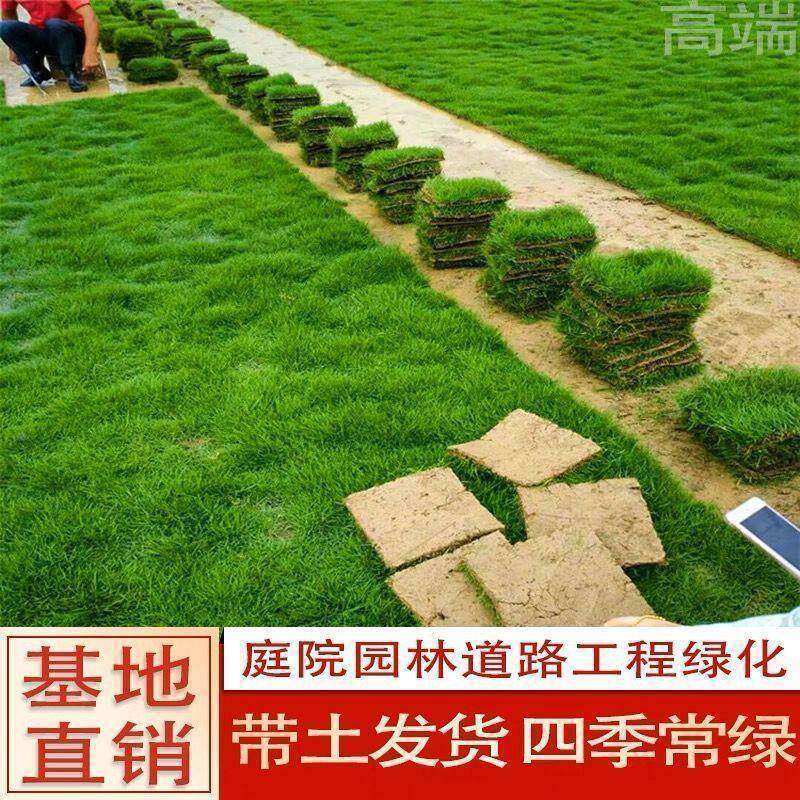 真马尼拉真草坪带泥土地毯草台湾草别墅草皮工程绿化矮生庭院草坪