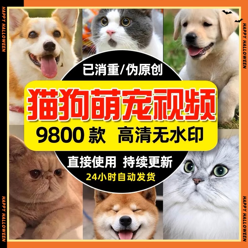 高清猫猫狗狗萌宠短视频素材可爱呆萌搞笑猫狗宠物