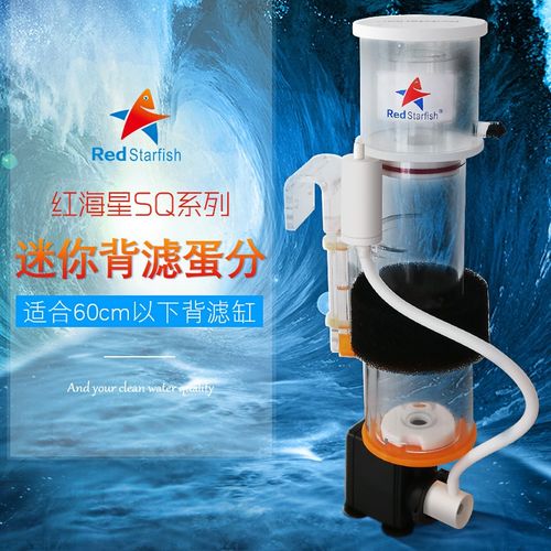 红海星海缸蛋分海水背滤