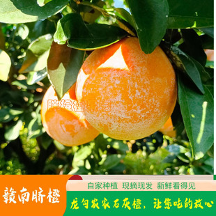 江西正宗赣南脐橙龙勾石灰橙新鲜橙子农产品现摘水果甜橙补充维C