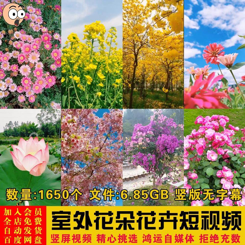 自然风景唯美室外花朵花卉荷花桃花无字幕短视频自媒体剪辑素材