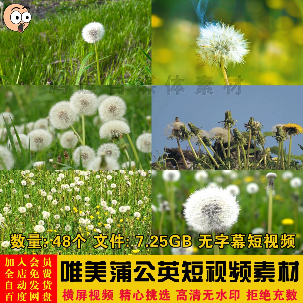 自然风景唯美绿色植物蒲公英风吹飘动特写镜头画面短视频剪辑素材