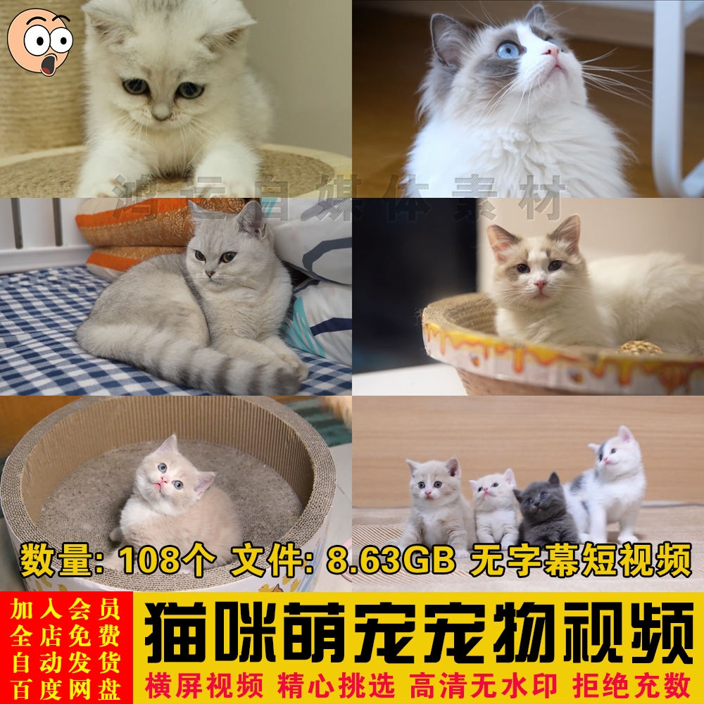 动物可爱猫咪萌宠宠物银渐层布偶玩耍卖萌特写镜头短视频剪辑素材