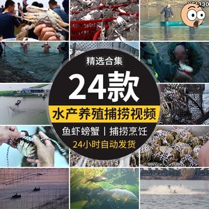 水产螃蟹大闸蟹养殖鱼塘网捕捞抓鱼草鱼养鱼河塘龙虾海鲜视频素材