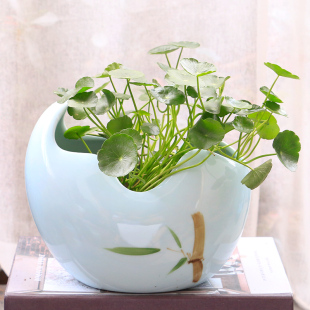 号大培多肉陶花盆创水莲清铜草碗莲意特睡荷无花孔钱瓷钱缸价金仓