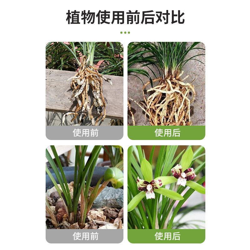 兰灵王兰花爆根剂兰花君子兰营养液生根催芽em菌液微生物菌肥