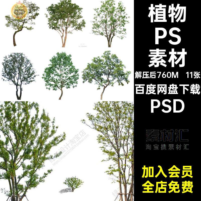乌柏朴树PSD素材psd效果图乌桕树植物独景后期乔木景观立面园林