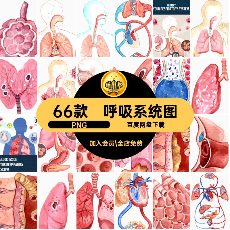 66款人体解剖图组织png器官内脏医疗图片素材呼吸系统内外科PNG