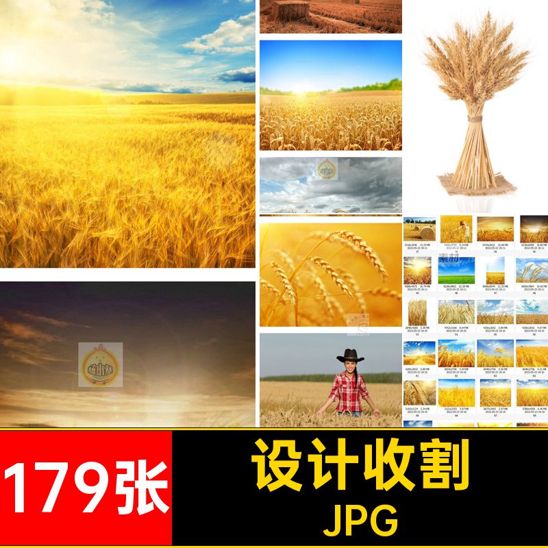 179张高清小麦自然风景麦田图片草垛喷绘麦穗179张麦田麦穗图片