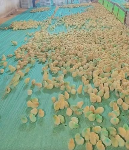 养鸡育雏垫无纺布保湿隔热