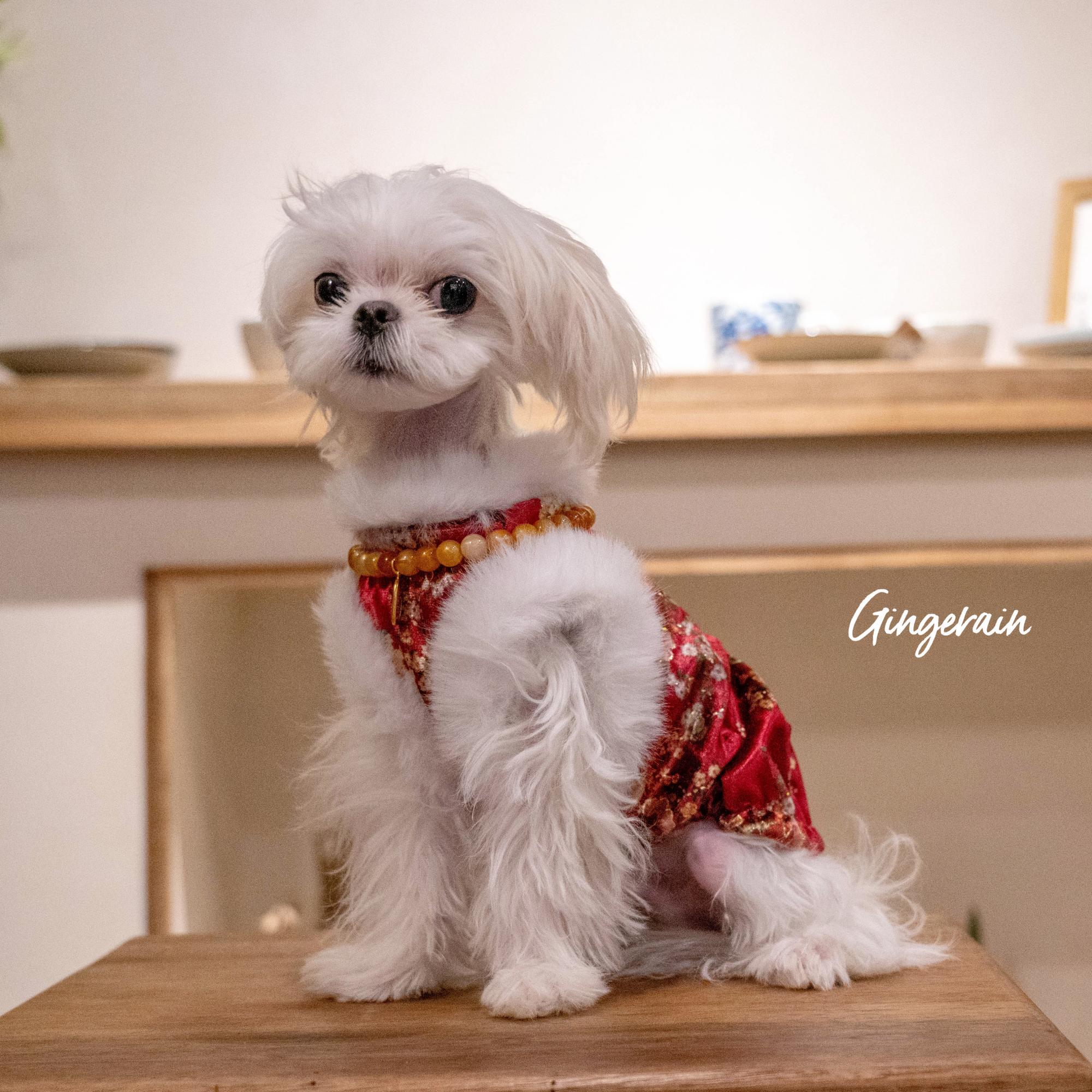布桃子的梦想小型犬加绒旗袍