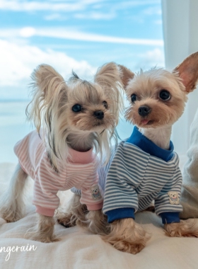 GINGERAIN 婴儿棉保暖约克夏衣服马尔济斯条纹T恤打底衫空调服