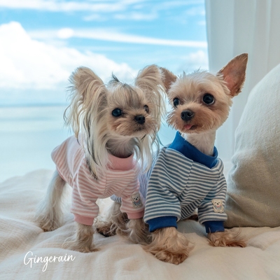 GINGERAIN 婴儿棉保暖约克夏衣服马尔济斯条纹T恤打底衫空调服