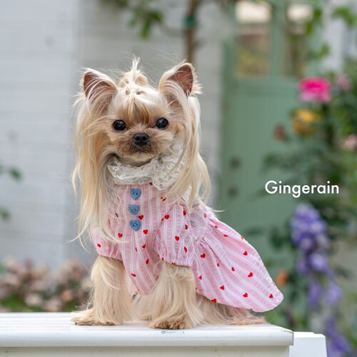 GINGERAIN 蕾丝仙女娃娃衫马尔济斯比熊约克夏天透气衬衫连衣裙