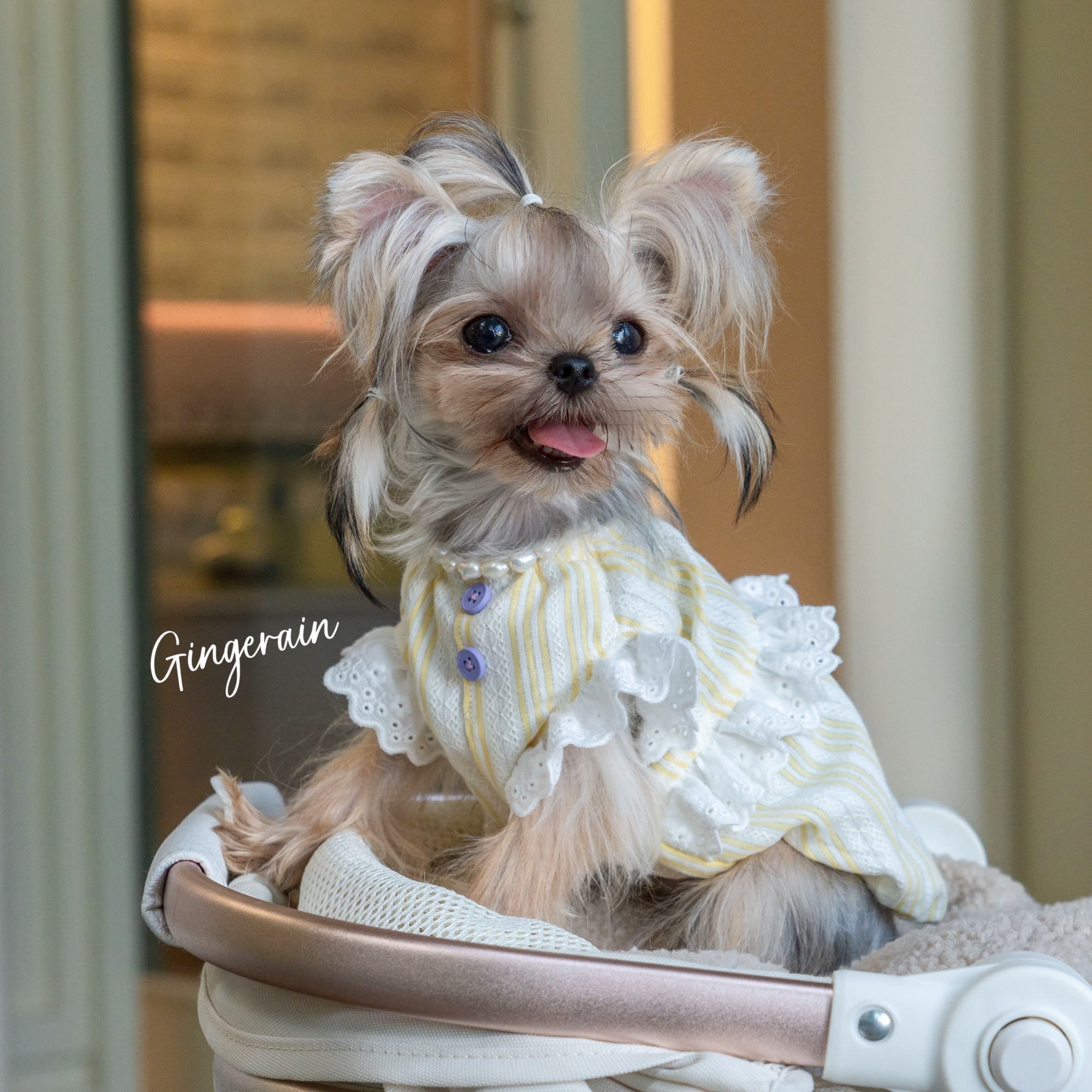 GINGERAIN 南瓜宝宝衫小型犬约克夏马尔济斯衣服宽松纯棉透气背心