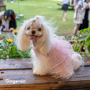 GINGERAIN blingbling吊带裙马尔济斯衣服比熊闪光网纱礼服蓬蓬裙