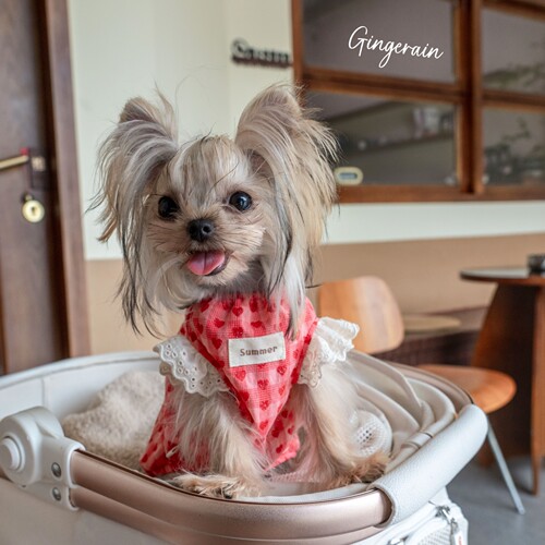 GINGERAIN 爱心娃娃衫小型犬马尔济斯约克夏衣服宽松轻薄透气背心