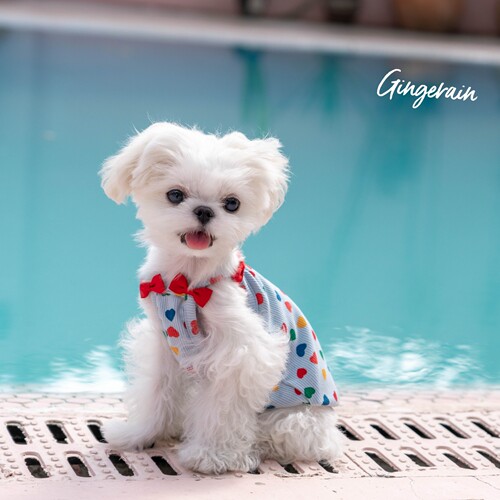 波点纯棉吊带衫GINGERAIN小型犬