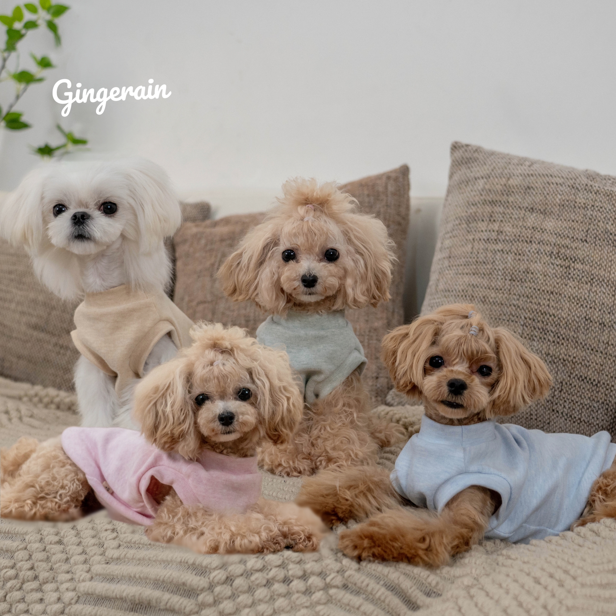 纯棉保暖背心GINGERAIN小型犬