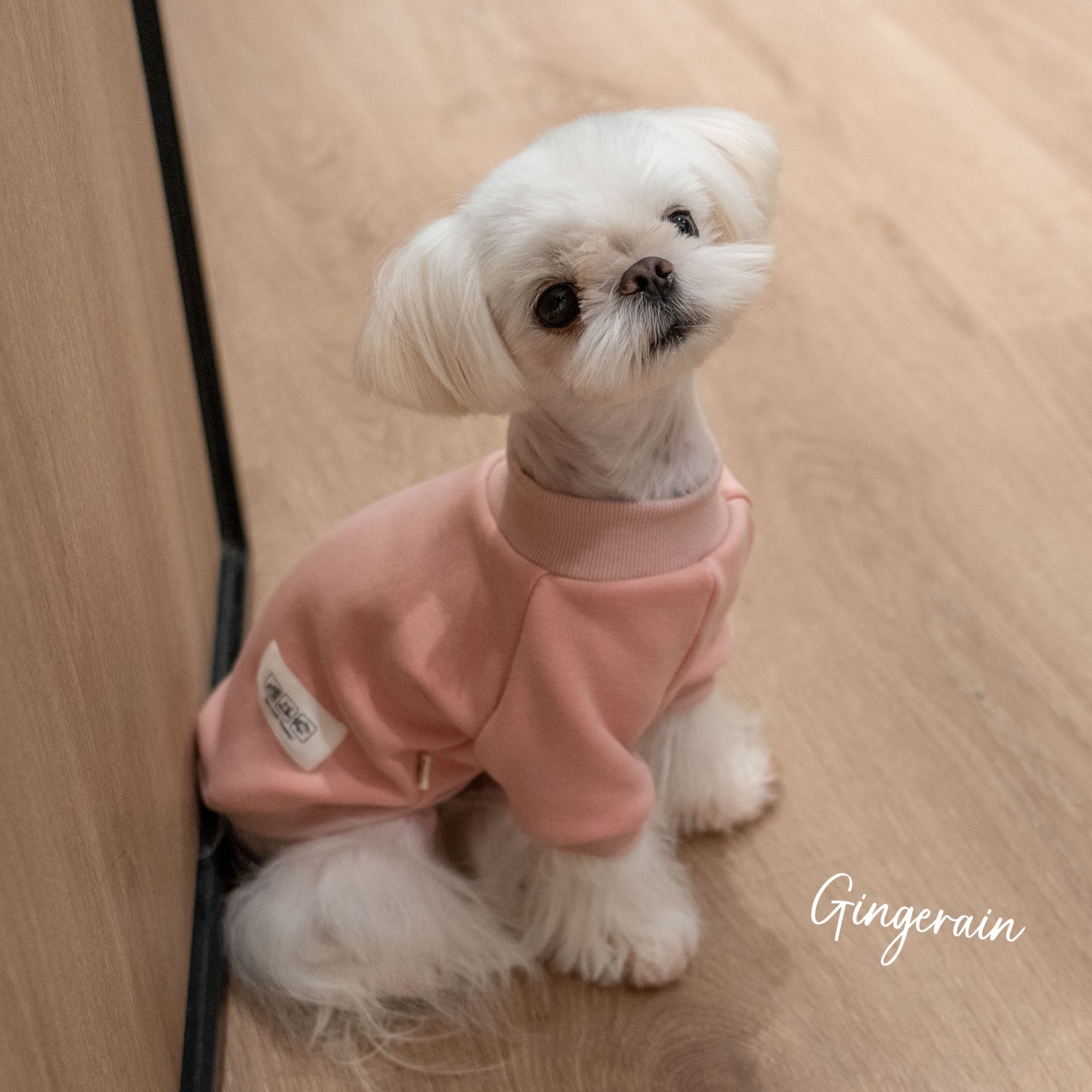 GINGERAIN 加绒保暖衣宠物狗小型犬马尔济斯约克夏高弹纯棉卫衣,宠物/宠物食品及用品,狗宠物服装/雨衣,淘宝优惠券,粉丝福利购,淘宝优惠卷