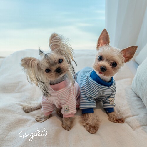 GINGERAIN 婴儿棉保暖约克夏衣服马尔济斯条纹T恤打底衫空调服