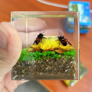 昆虫琥珀真实标本大号立体透明树脂生物教学螳螂蜘蛛蝎子螃蟹蟑螂