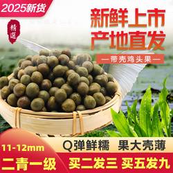 2025安徽天长龙岗特产鸡头果二青一级新鲜带壳野生芡实米冰冻450g